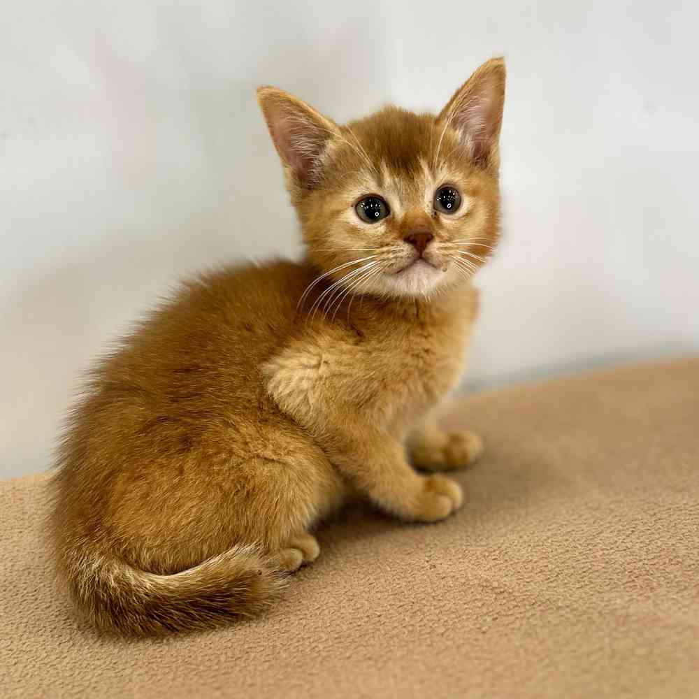 Abyssinian Cat for Sale: Finding a Loving Family Companion